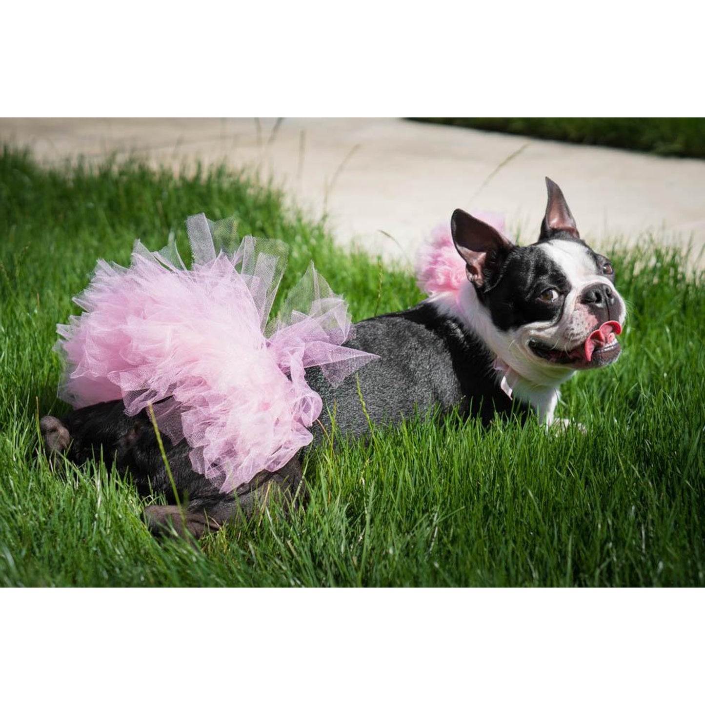 TD Medium Light Pink Dog Tutu Skirt Stylish Pet Clothes