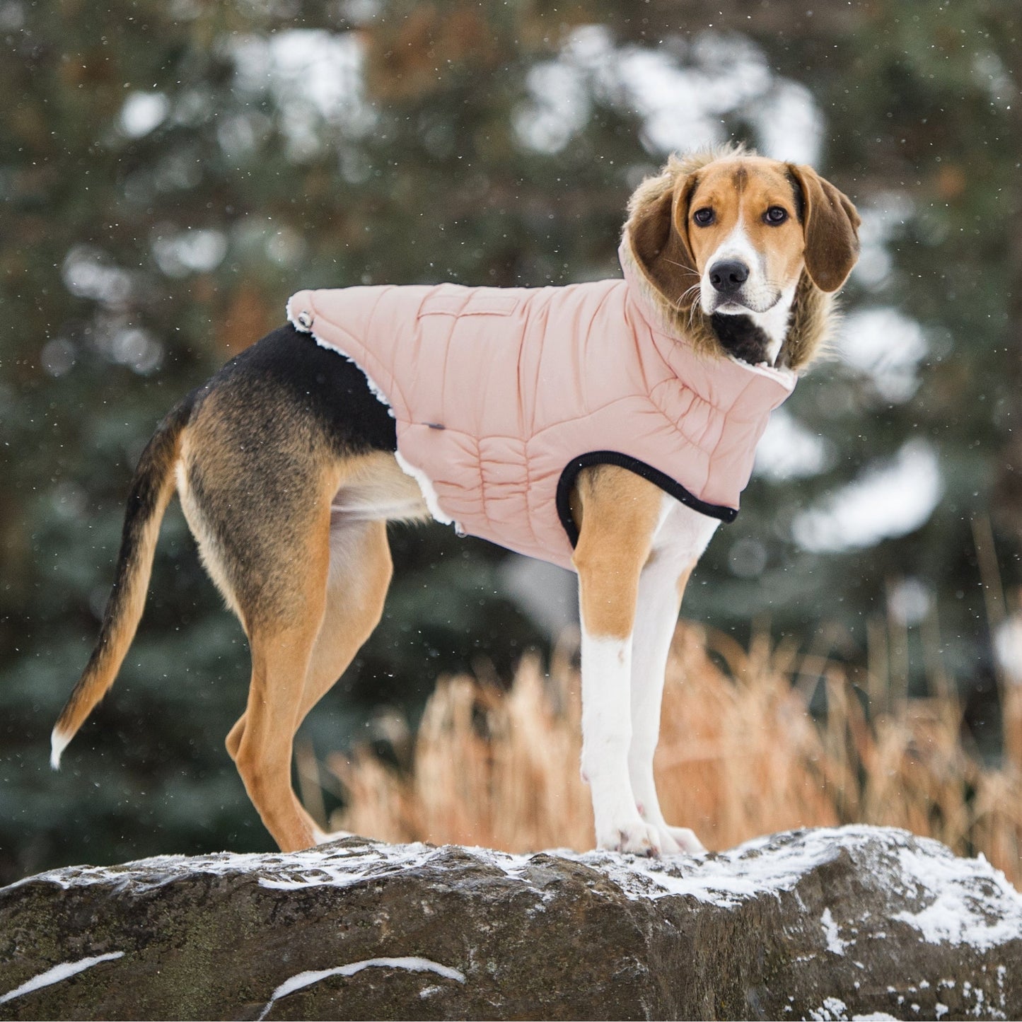 TD GF Luxury Classic Pet ElastoFit Urban Dog Parka XXL Solid Pattern Fleece Trench Coat for Autumn Winter Pet Clothes Accessory