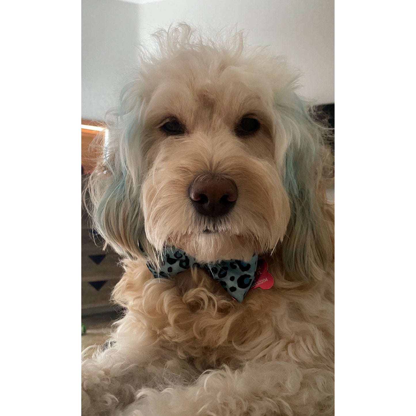 TD Cutie Dog Bow Tie Fashionable Pet Clothes Accessory
