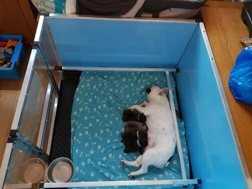 United States WAREHOUSE 7 DAYS to DOOR Metal and Glass Puppy Whelp Ing Box Large Aluminum Dog Elevated Whelp Ing Box with Fence