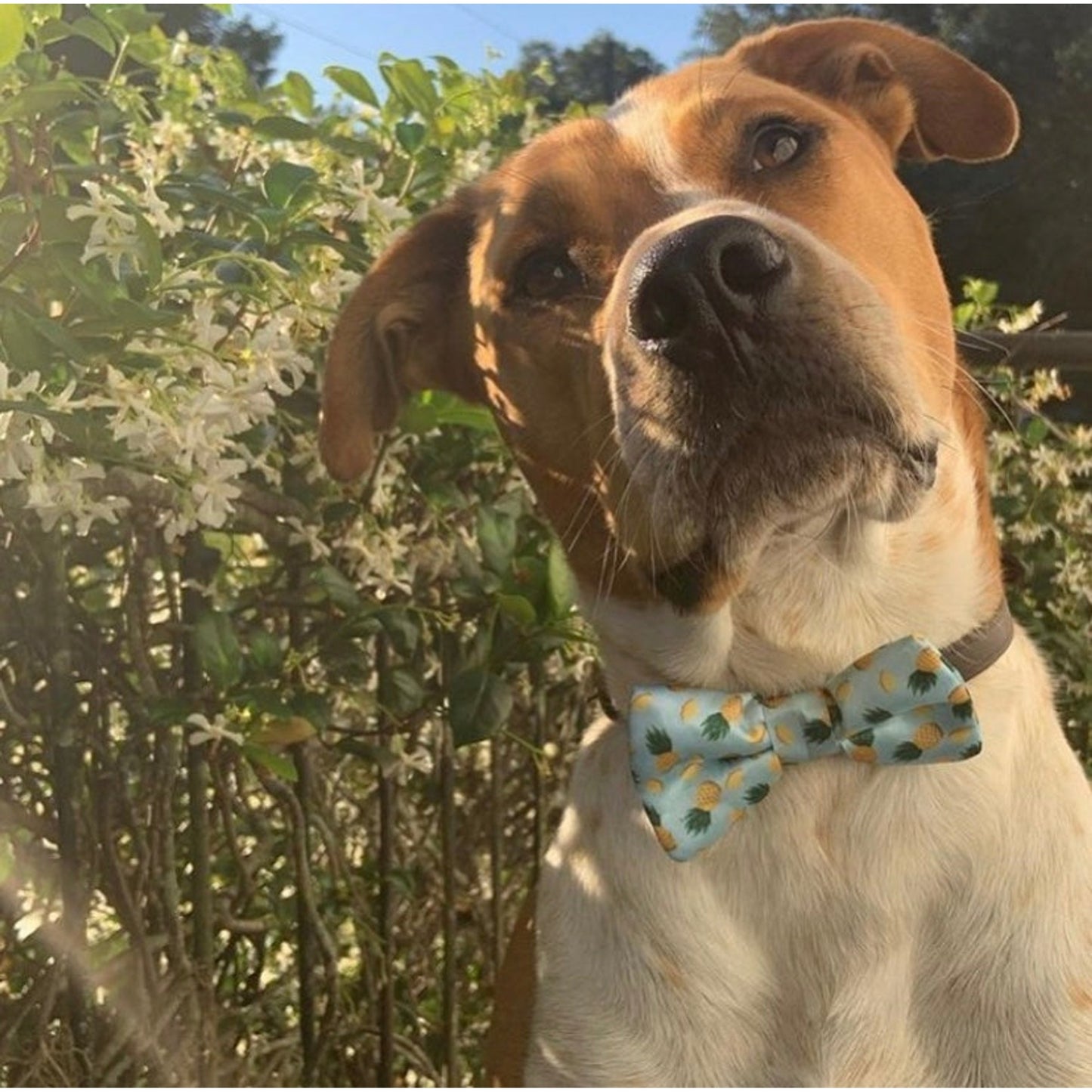 TD Cutie Dog Bow Tie Fashionable Pet Clothes Accessory