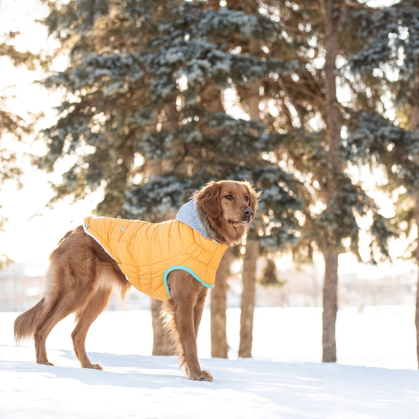TD GF Classic Pet Sailor Parka Winter Fleece Coat in XS XL XXL for Cats and Dogs Floral and Solid Patterns Available