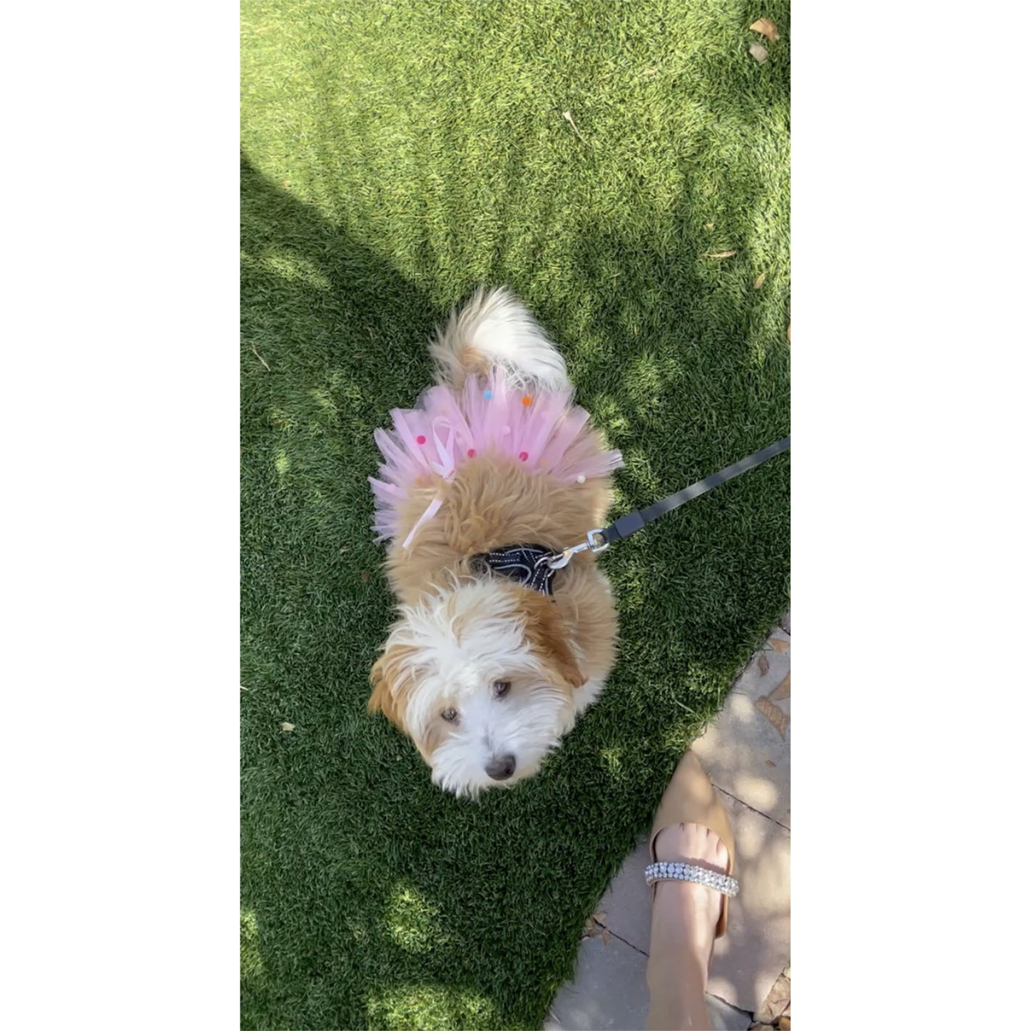 TD XS Pink Pom Pom Dog Tutu Skirt Cute Pet Clothes