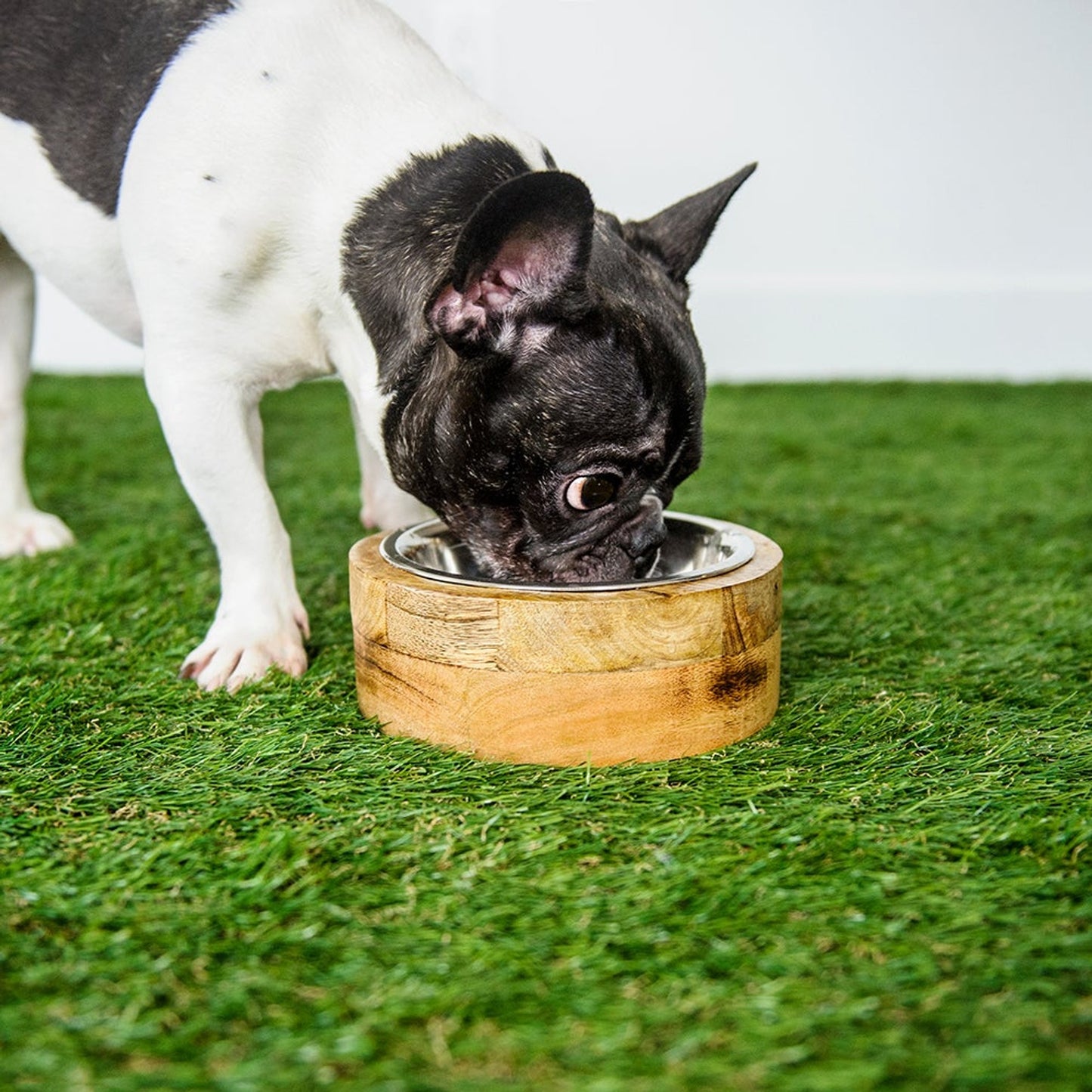 TD GF Single Pet Bowl Feeder 4L for Mango Wood with Raised Feature Stainless Steel Bottle Shape for Cats and Puppies