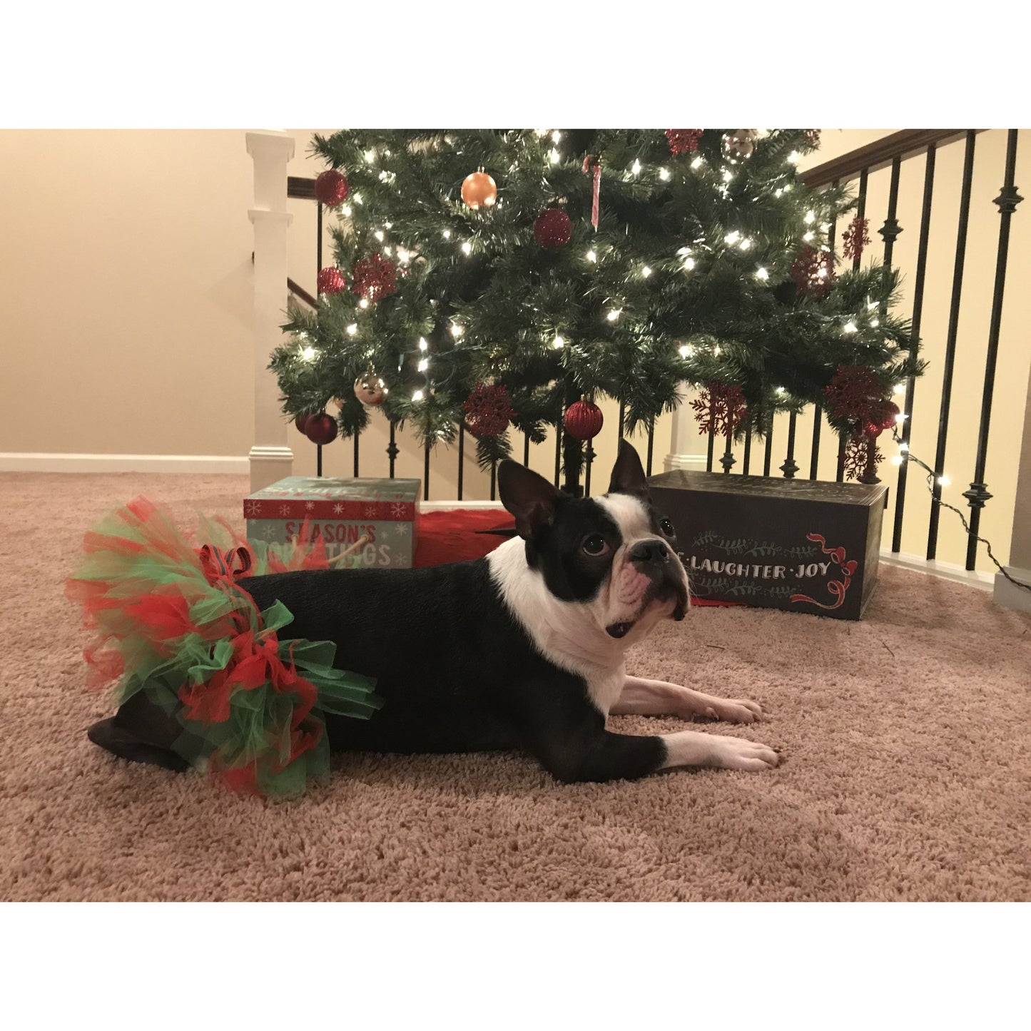 TD XS Size Red and Green Christmas Dog Tutu Skirt Pet Clothes