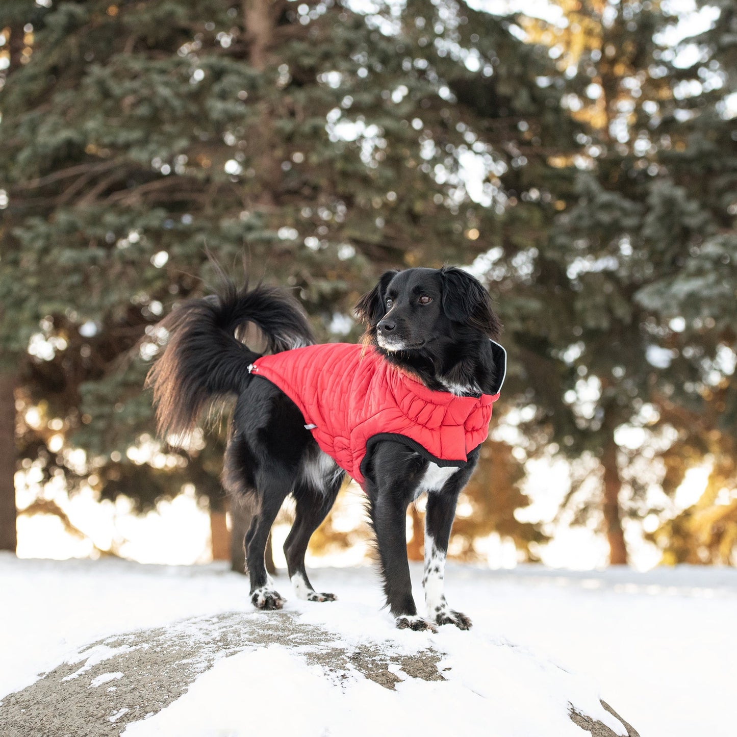 TD GF Classic Reversible ElastoFit Chalet Jacket XS Size Pet Sweater Coat for Dogs Solid Pattern Autumn Season Accessory