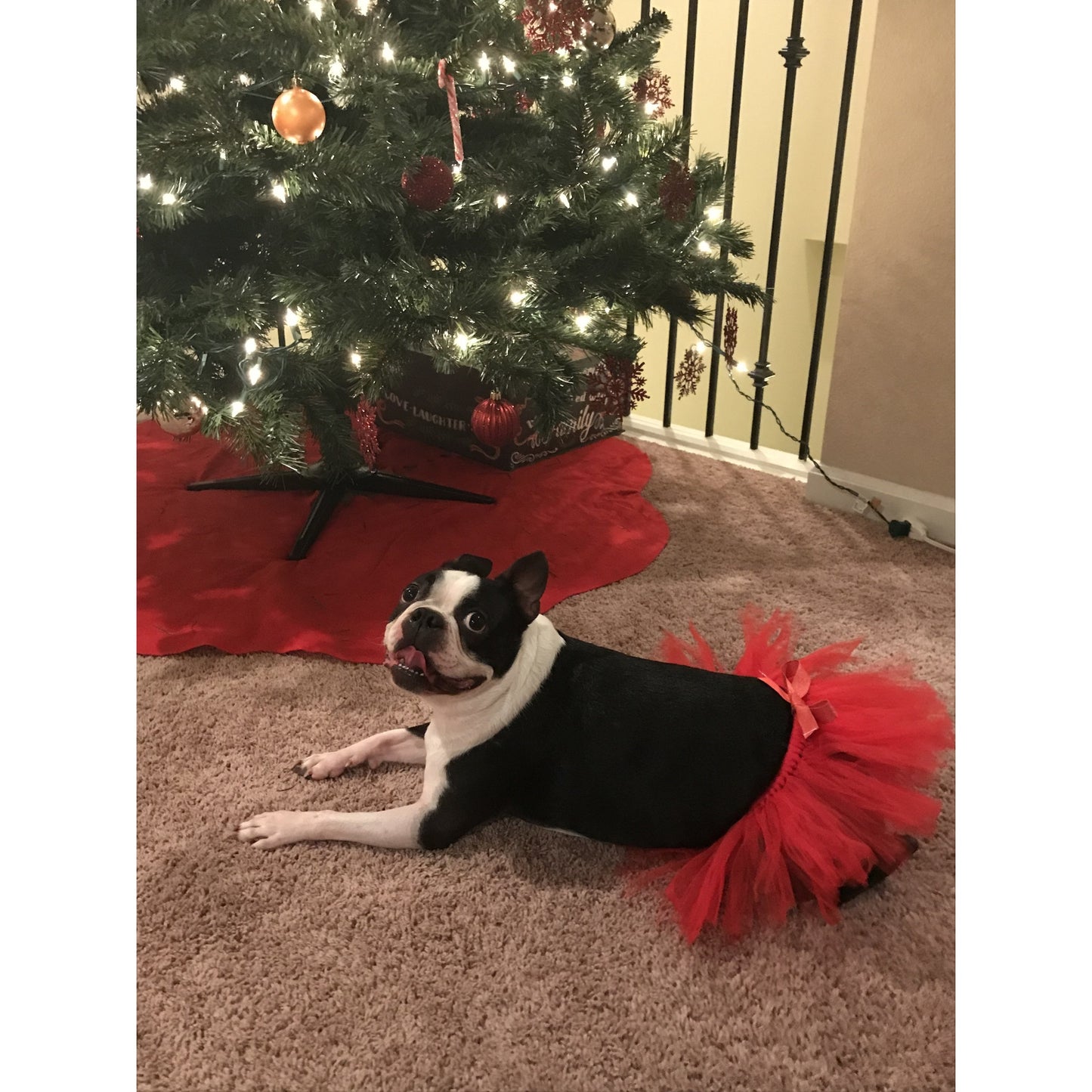 TD Christmas Dog Tutu Skirt in Red XS Size Solid Pattern Polyester T-Shirt and Coat Accessory for Halloween Dress up
