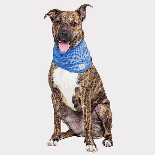 TD GF Pet Ice Band Cute Cotton Cloth Appraisal for Winter Summer Spring Seasons for Clothing and Apparel