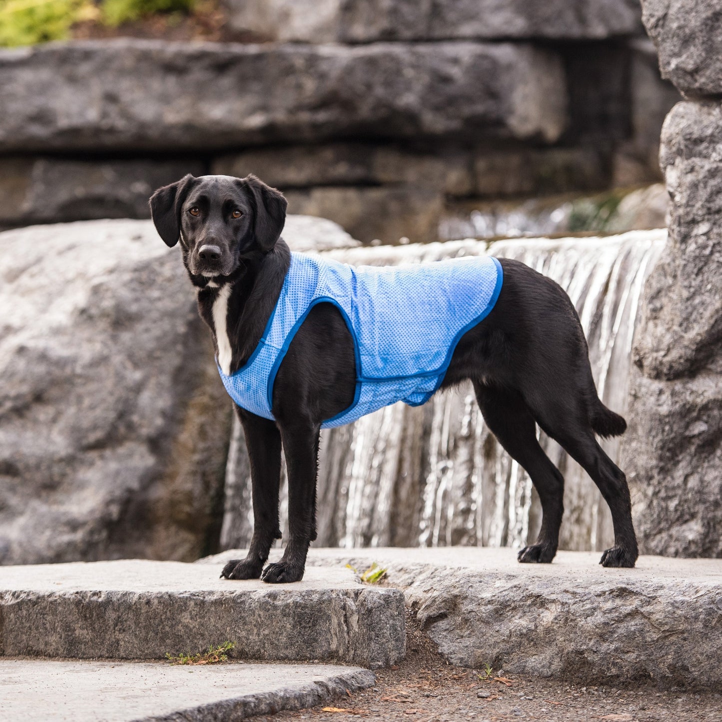 TD GF Luxury Classic Pet ElastoFit Ice Vest Polyester XXL Solid Breathable Cool for Walking Training for Cats Christmas Outfit