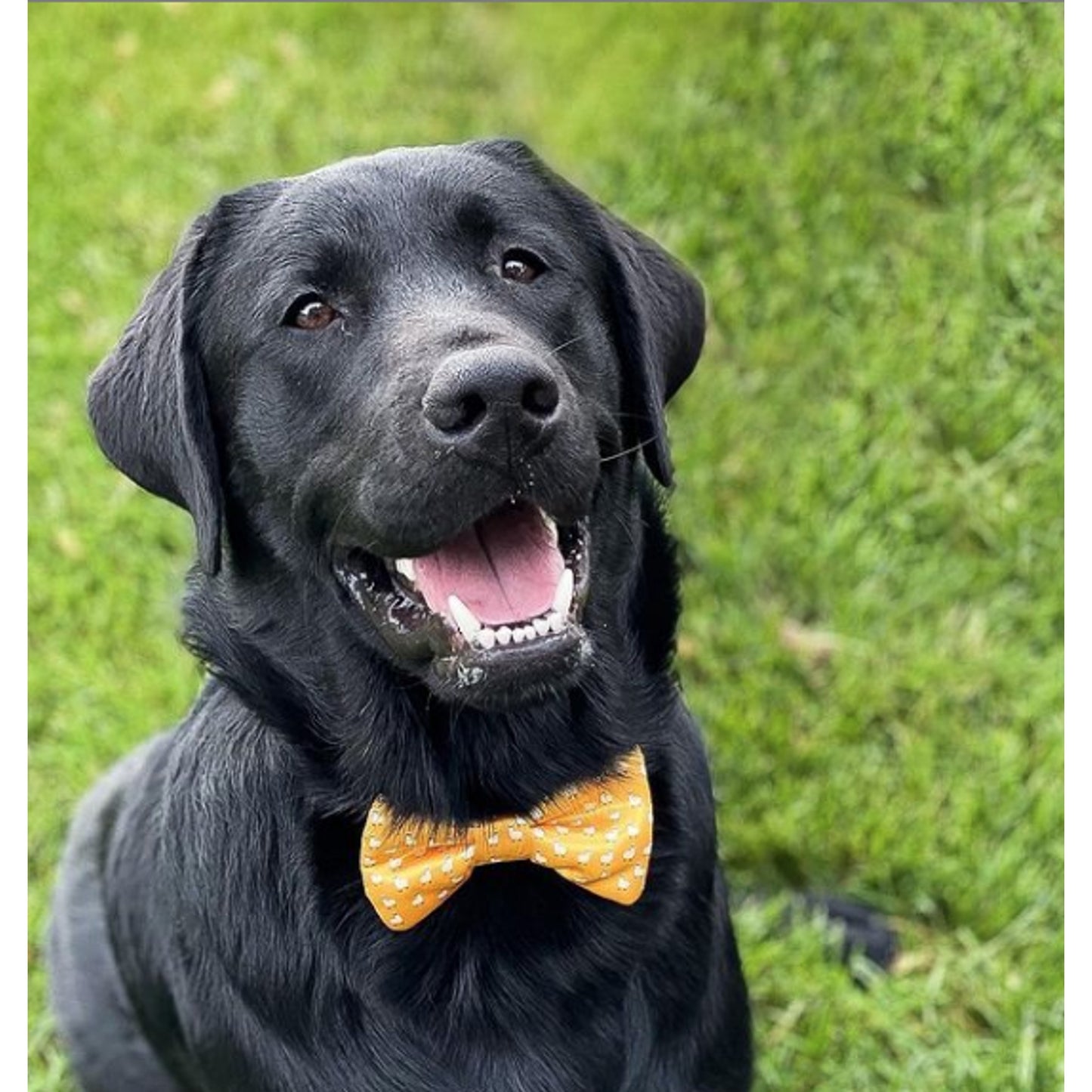 TD Cutie Dog Bow Tie Fashionable Pet Clothes Accessory
