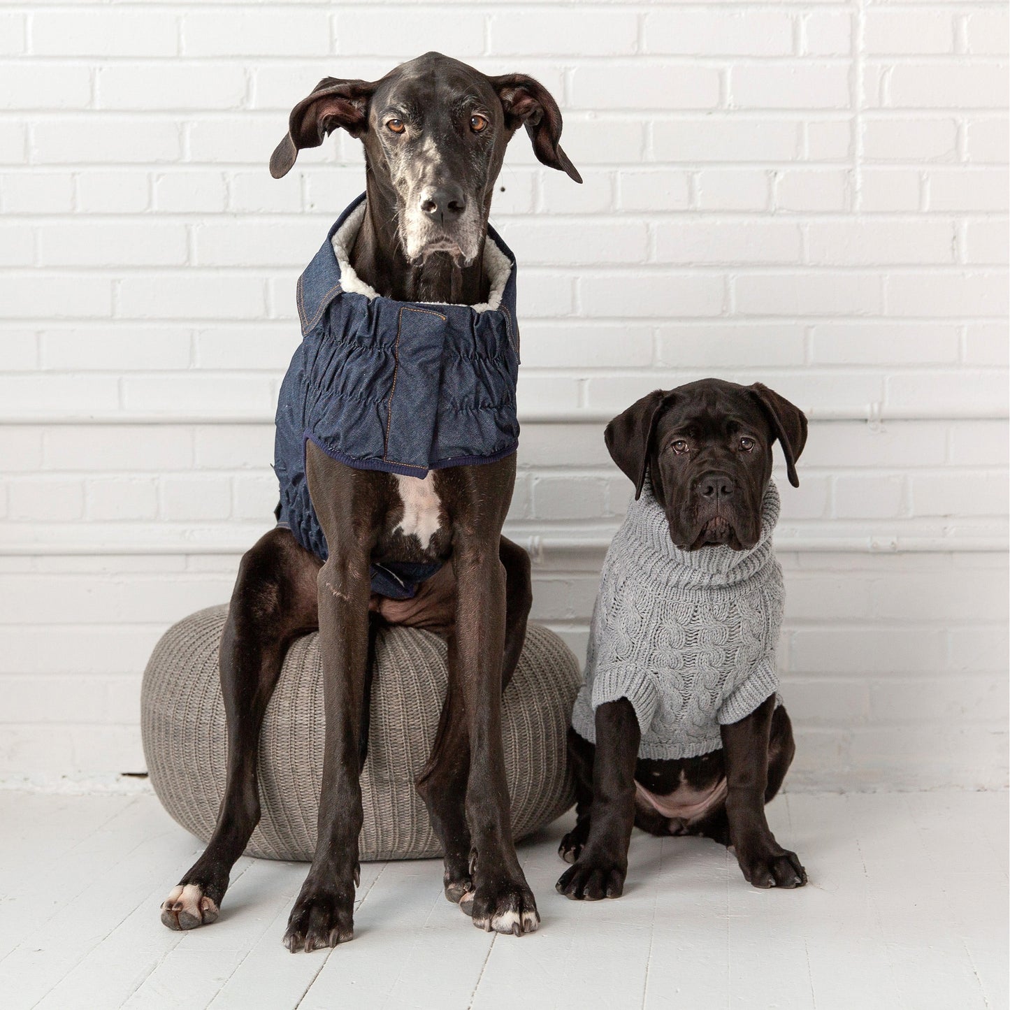 TD GF Luxury Pet Coat Elasto-Fit Denim Dog Jacket in XS XL XXL Winter Style Solid Pattern Cute Polyester Cloth Accessories