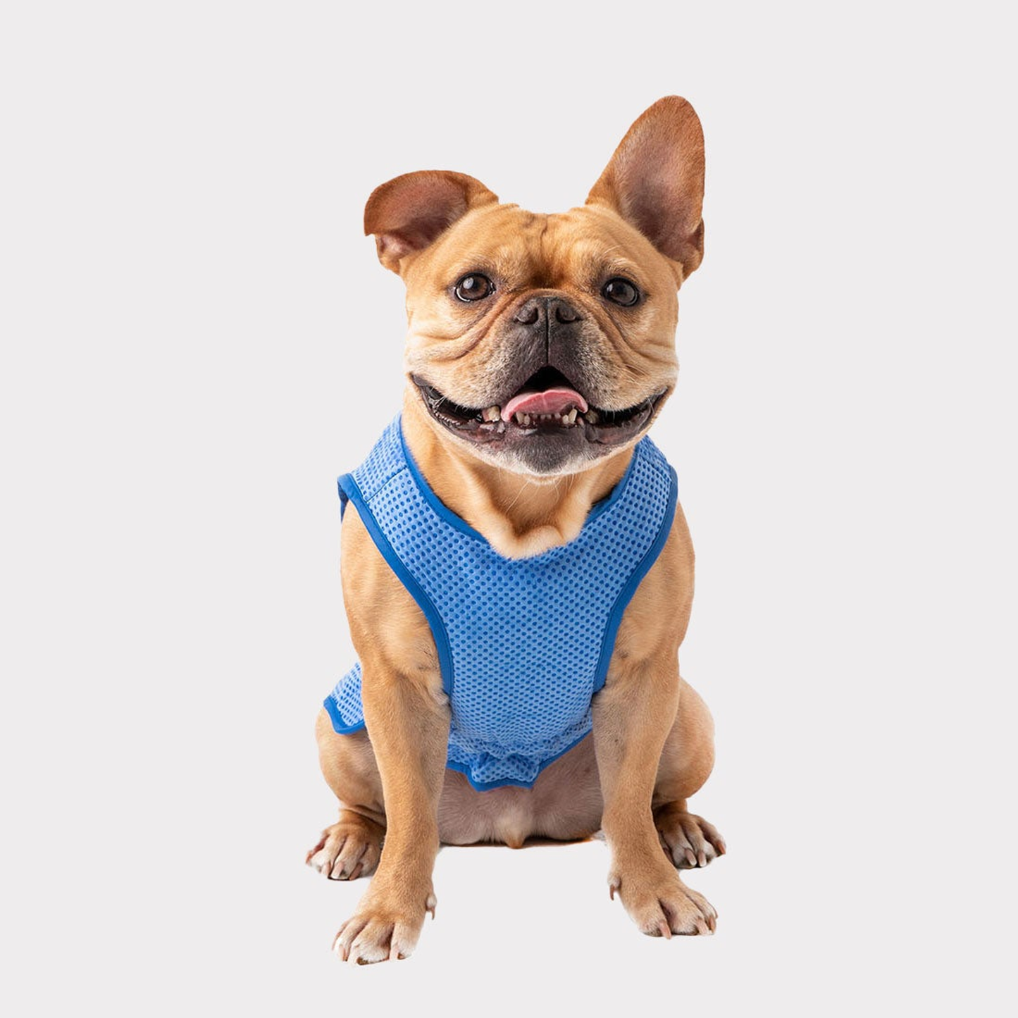 TD GF Luxury Classic Pet ElastoFit Ice Vest Polyester XXL Solid Breathable Cool for Walking Training for Cats Christmas Outfit