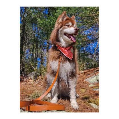 TD Twilight Trails Bandana Stylish Pet Clothes for Dogs and Cats