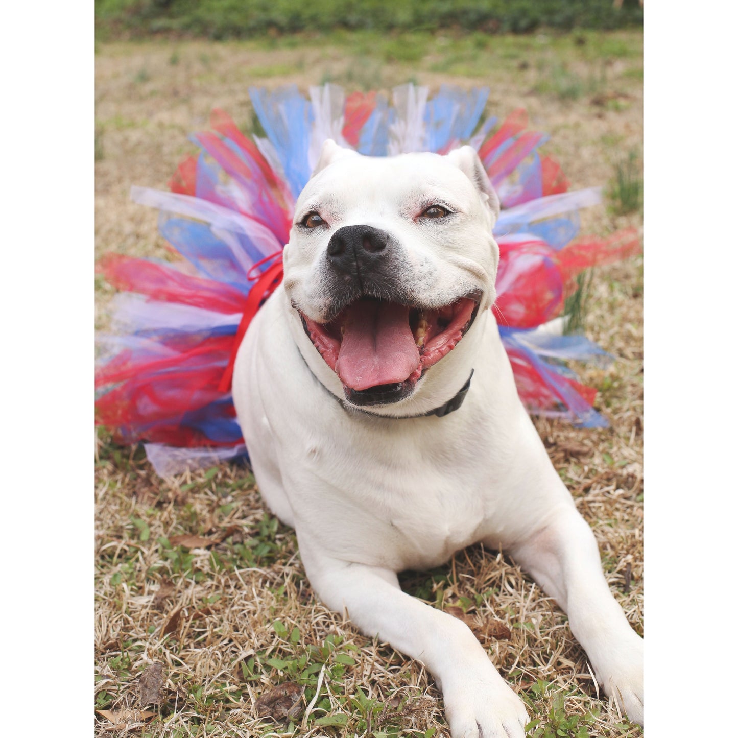 TD XS Size Dog Tutu Skirt in Red/White/Blue for 4th of July Pet Clothes