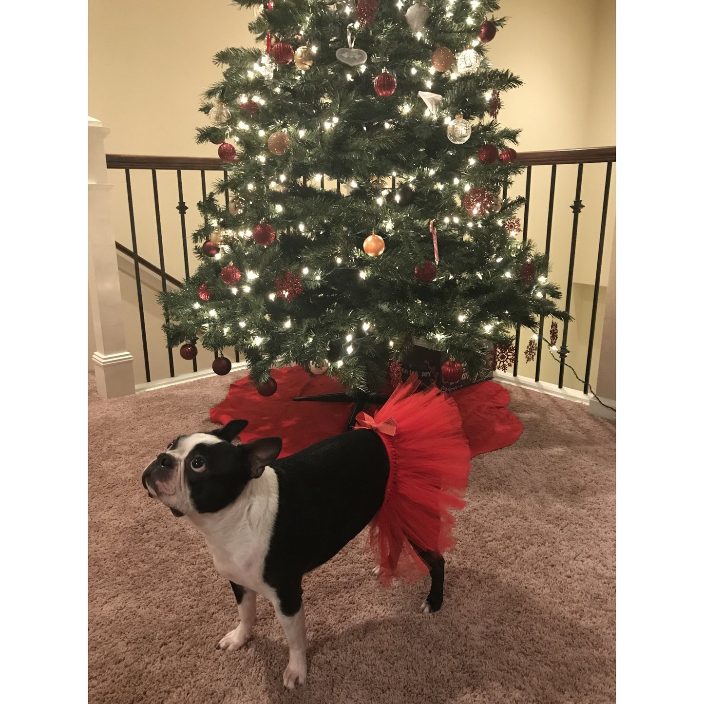 TD Christmas Dog Tutu Skirt in Red XS Size Solid Pattern Polyester T-Shirt and Coat Accessory for Halloween Dress up
