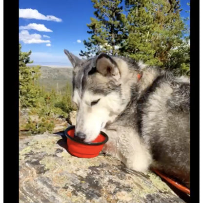 TD Single Blue Silicone Collapsible Travel Bowl XL Dog Feeder for Hiking Camping Walking Made with Stainless Steel