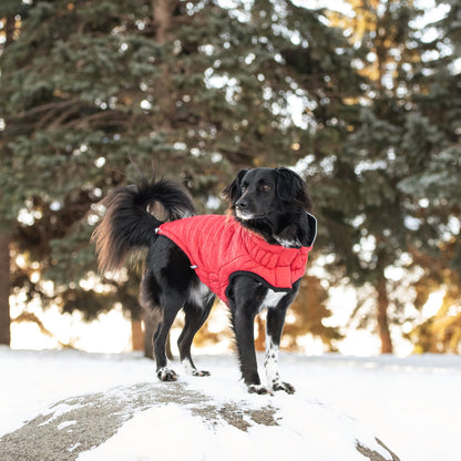 TD GF Classic Reversible ElastoFit Chalet Jacket XS Size Pet Sweater Coat for Dogs Solid Pattern Autumn Season Accessory