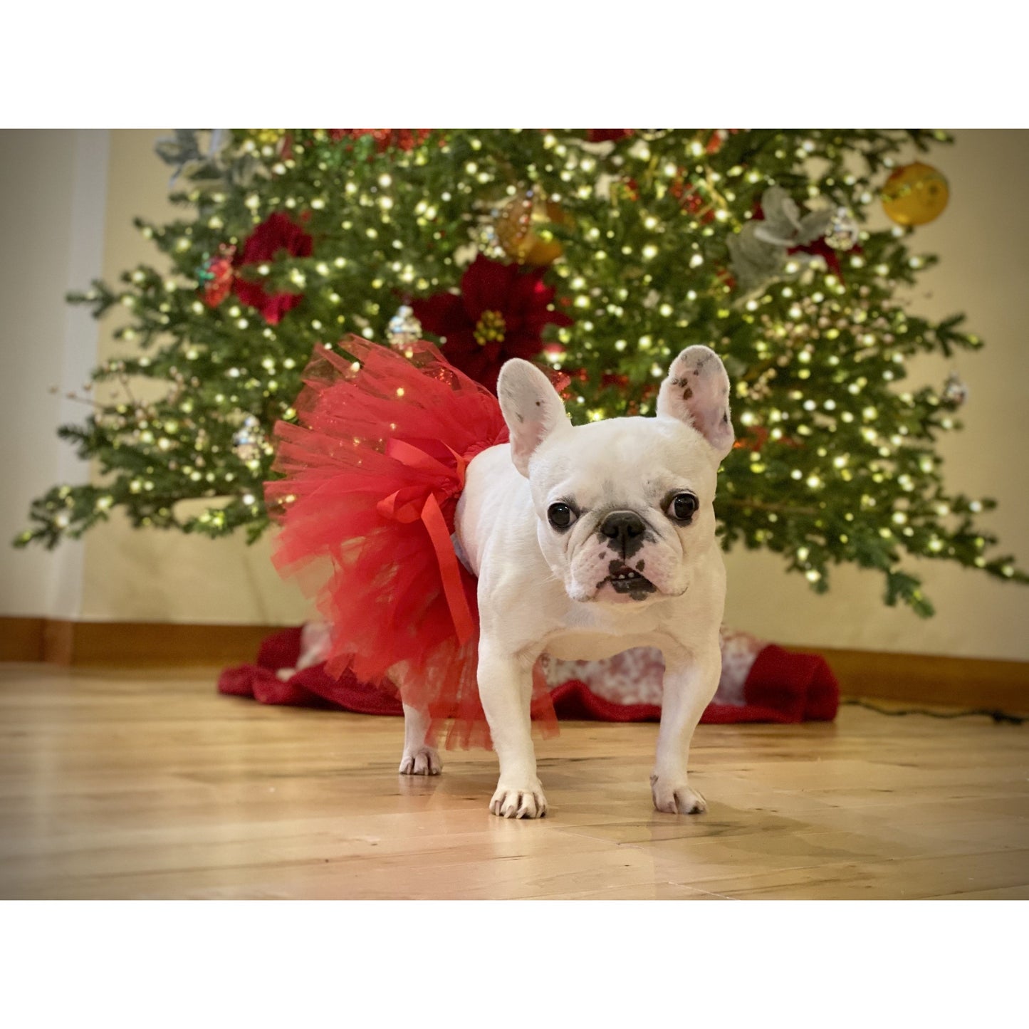 TD Christmas Dog Tutu Skirt in Red XS Size Solid Pattern Polyester T-Shirt and Coat Accessory for Halloween Dress up