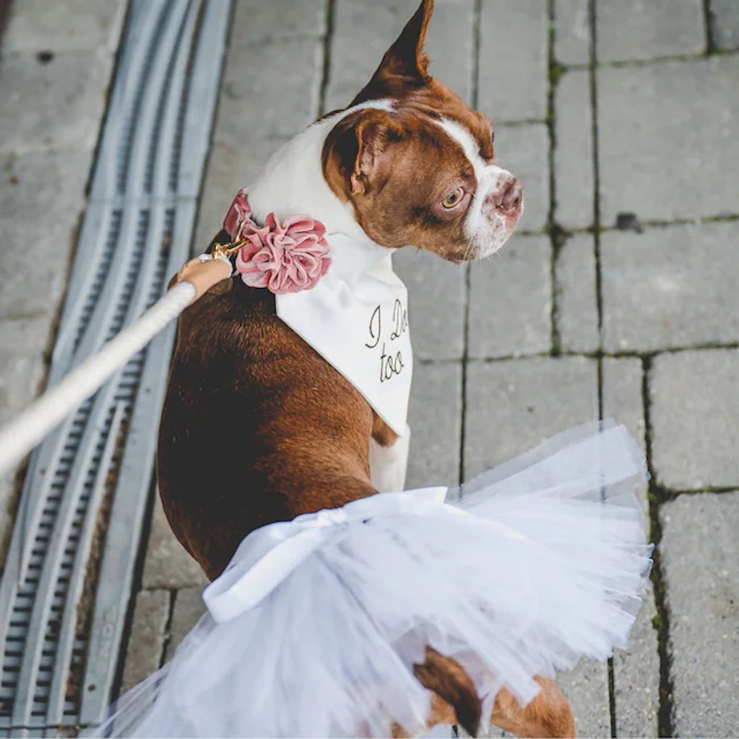 TD XS White Bridal Dog Tutu Skirt Pet Clothes