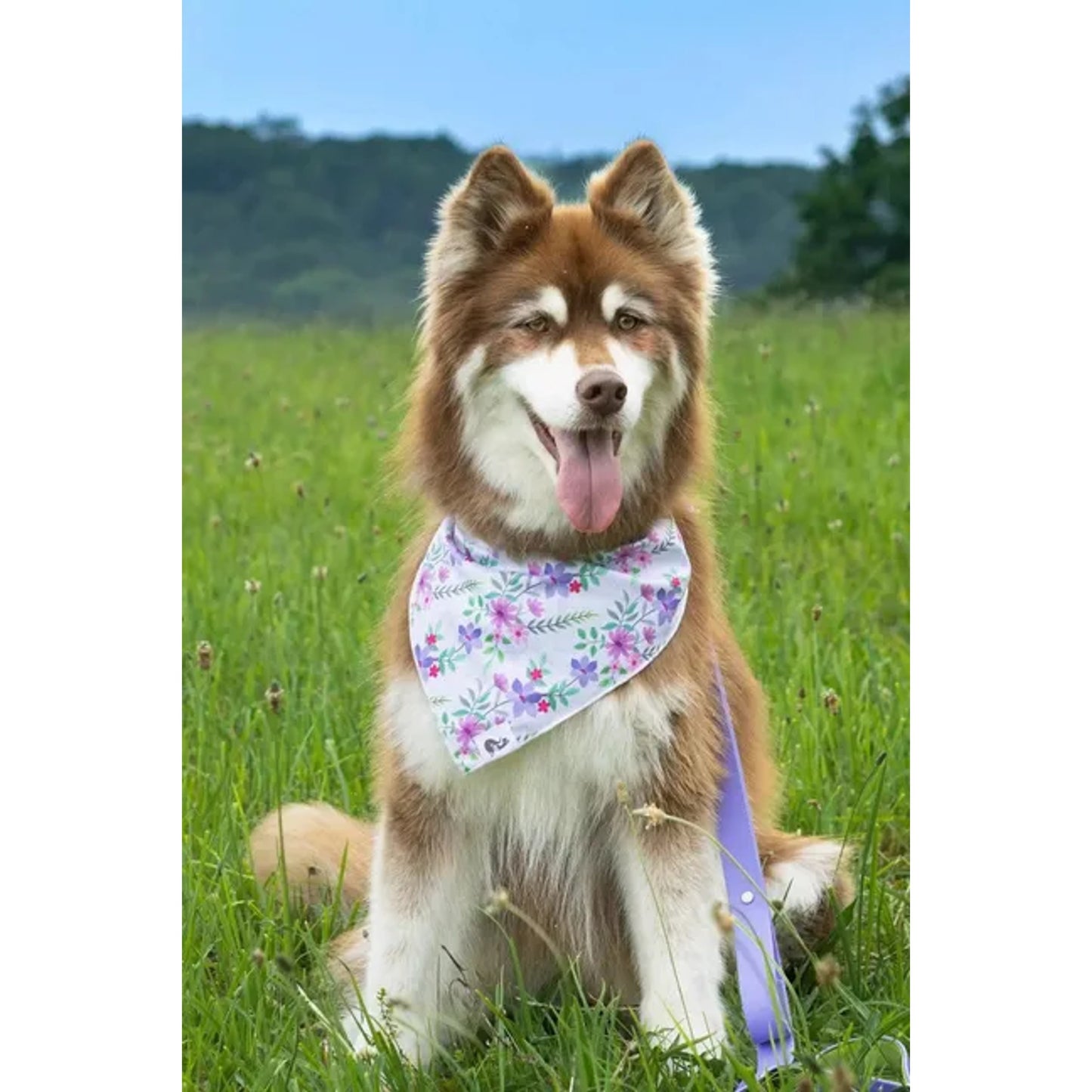 TD Pet Clothes Wildflower Meadow Dog Bandana