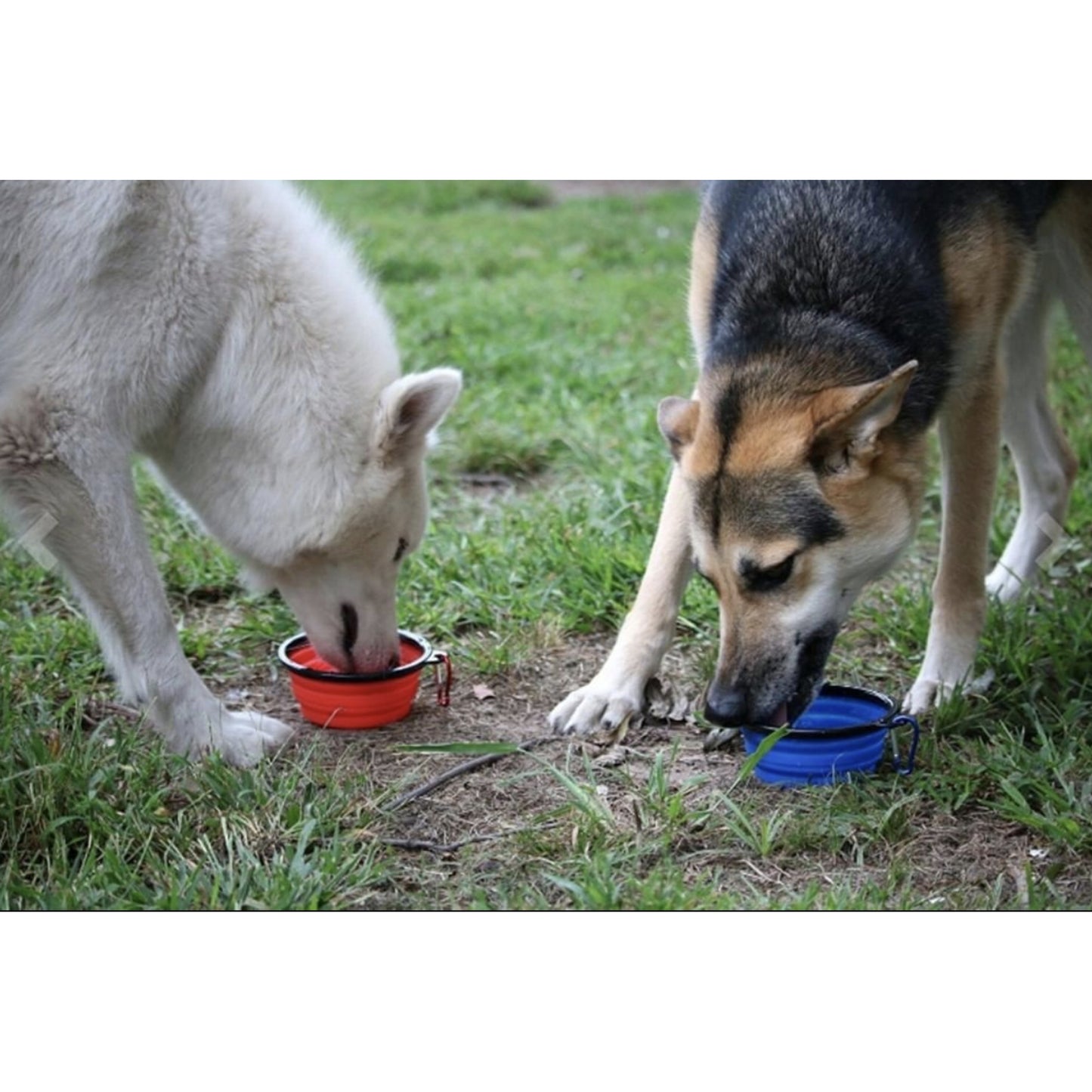 TD Single Blue Silicone Collapsible Travel Bowl XL Dog Feeder for Hiking Camping Walking Made with Stainless Steel