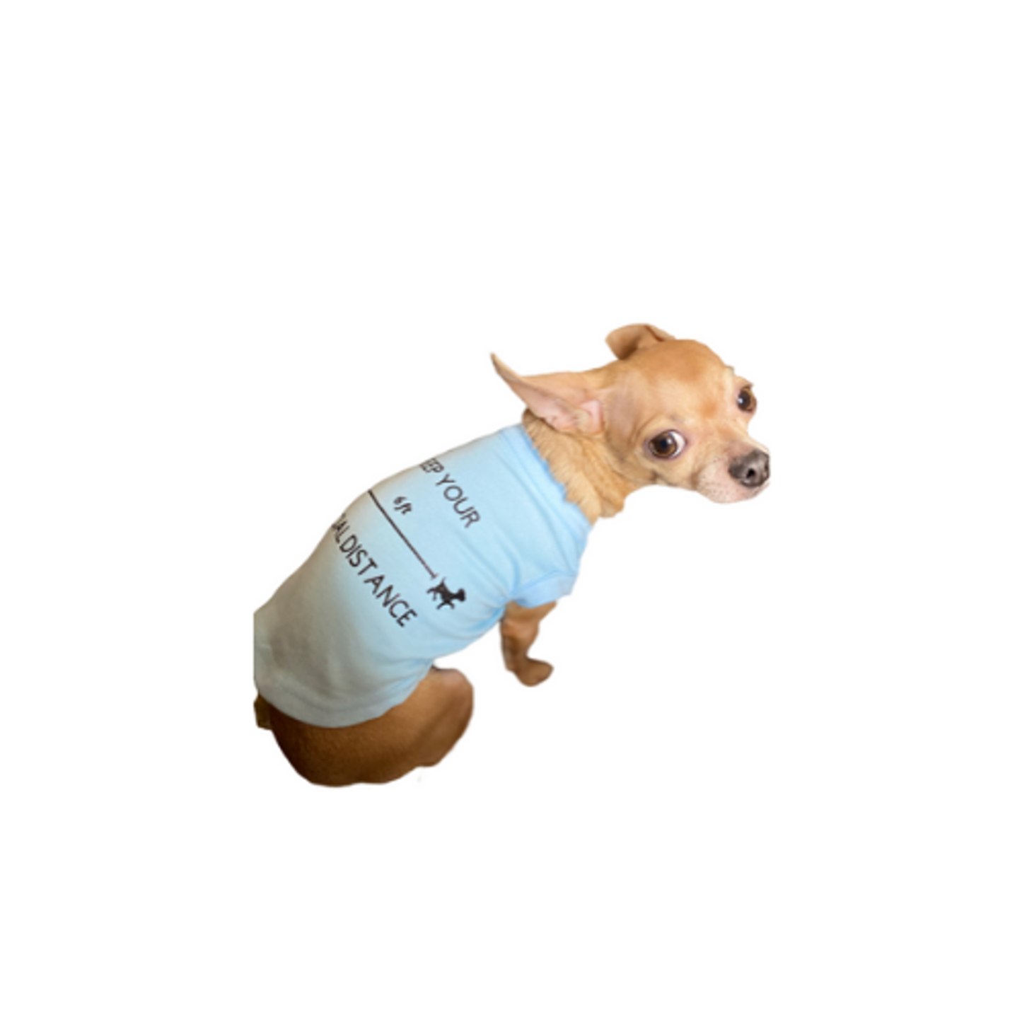 TD Pet Clothes Helping You Keep Social Distance with Stylish Outfits