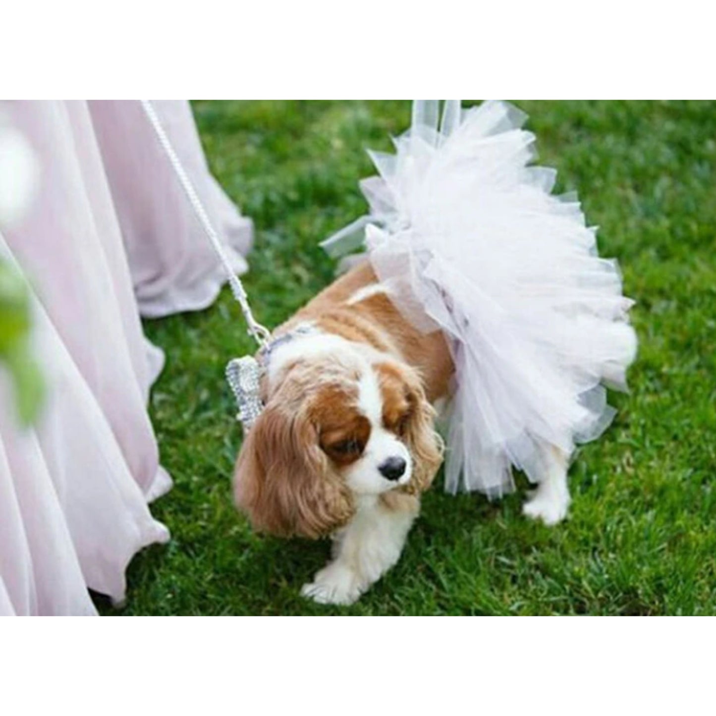 TD XS White Bridal Dog Tutu Skirt Pet Clothes