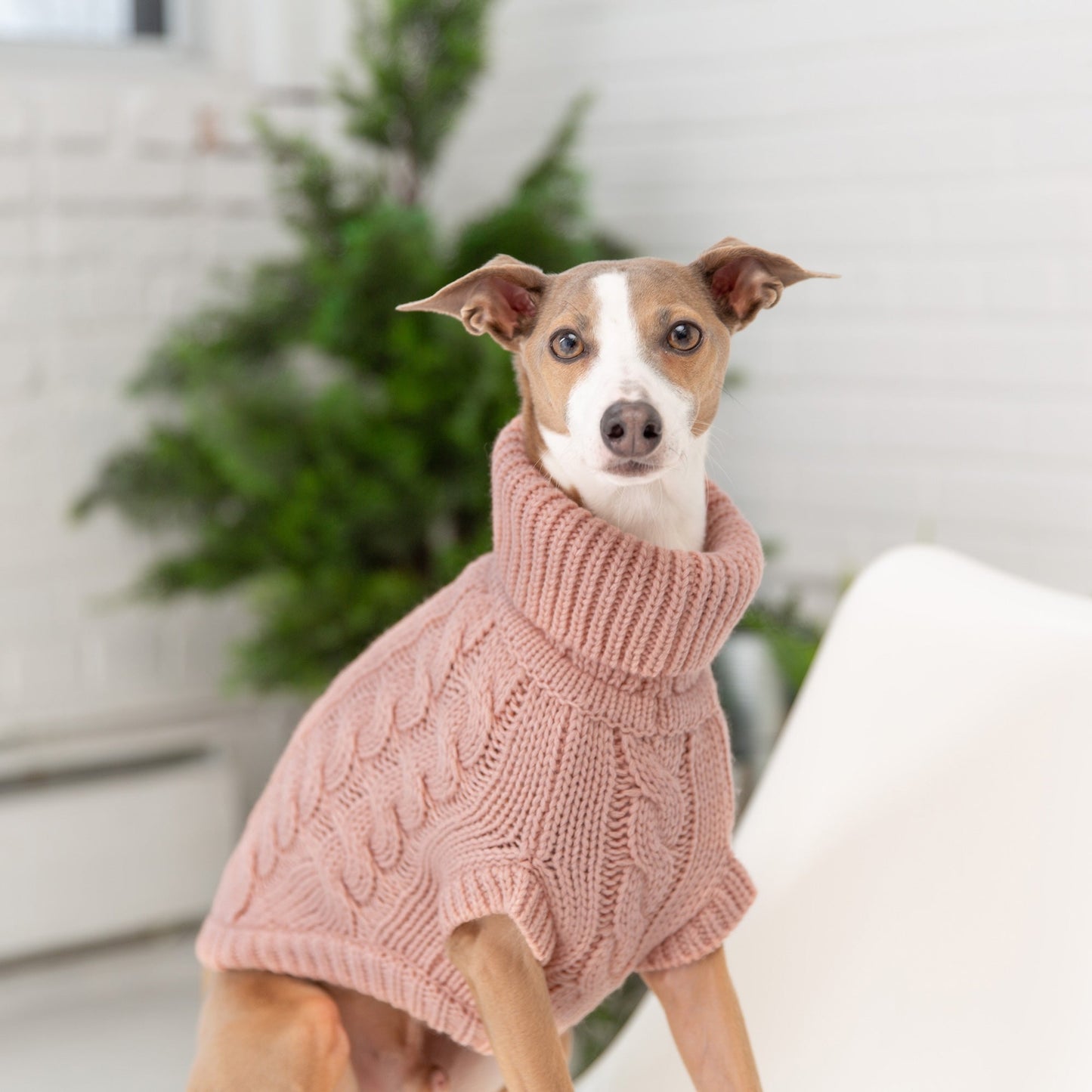 TD GF Elegant Luxury Pet Chalet Dog Sweater XS-XXL Autumn Accessory Bamboo Latex Corduroy Material XS-XXL